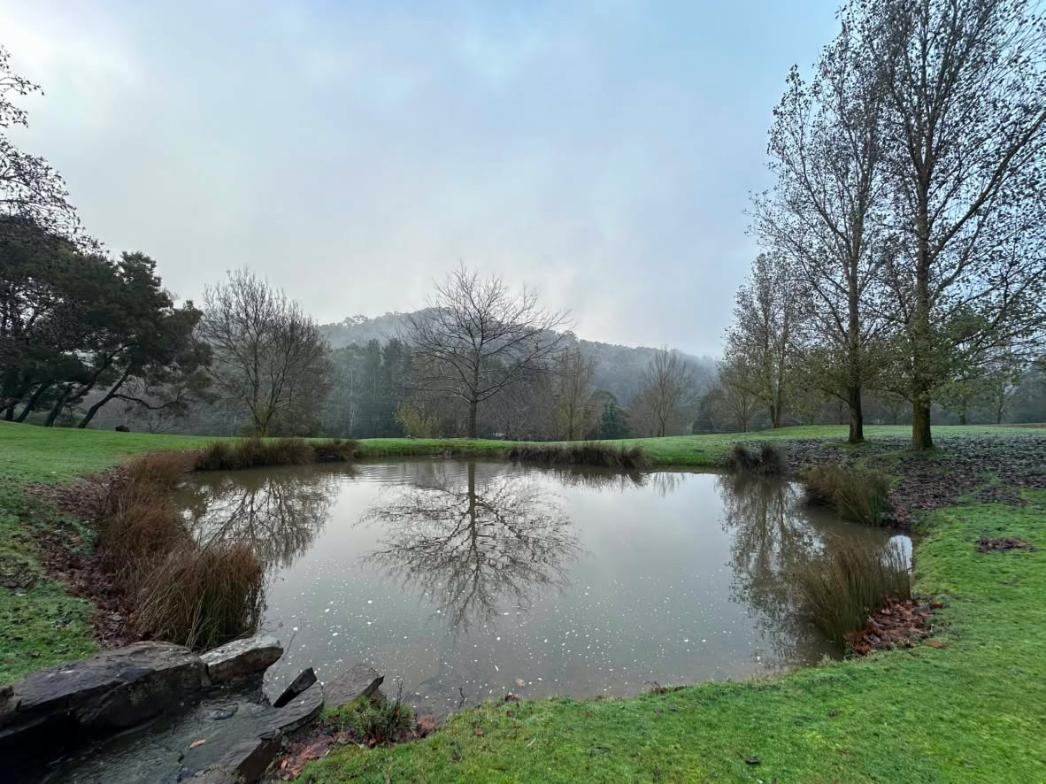 A still pond mirrors a bare tree and misty hills on a foggy morning.
